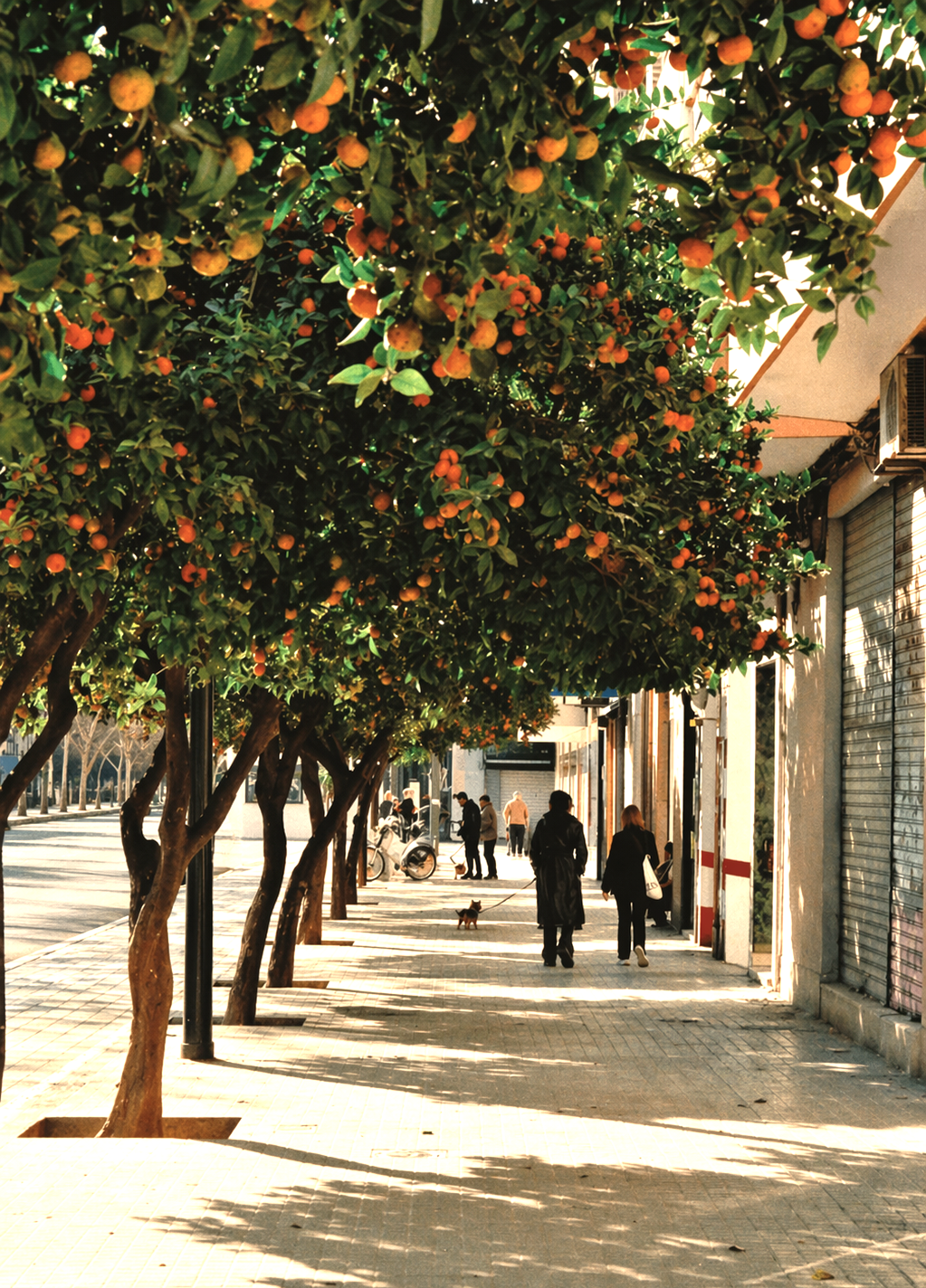 Calle con naranjos en flor, entorno ideal para realizar una valoracion vivienda en Comunidad Valenciana con expertos locales